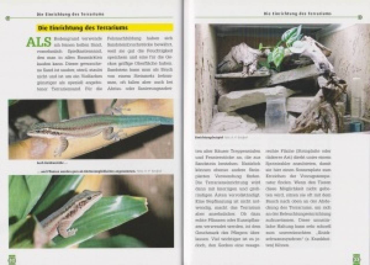 Der Gebirgstaggecko